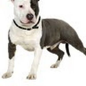 Meet your Posher, Paige